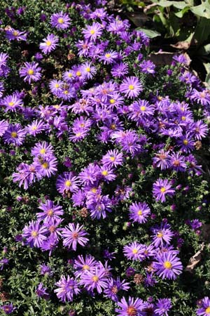 Aster dumosus 'Augenweide'