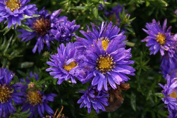 Aster dumosus 'Augenweide'