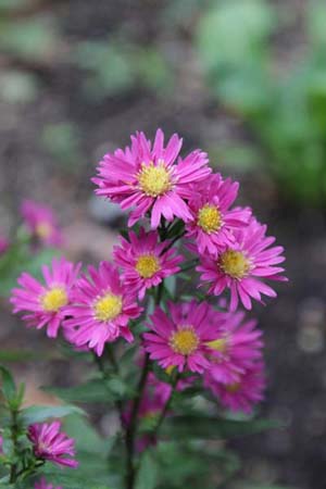 ASTER 'Elie's Red Star'