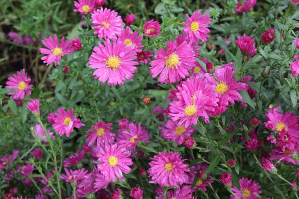 Aster 'Elie's Red Star'