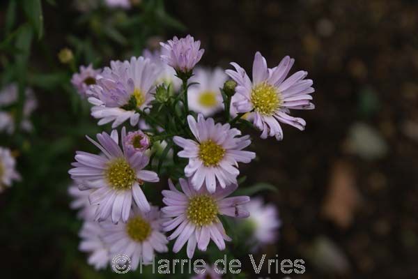 ASTER ericoides 'Cirylle'