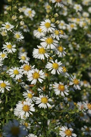 Aster ericoides 'Ulrike'