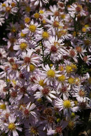 Aster ericoides 'Pink Cloud'