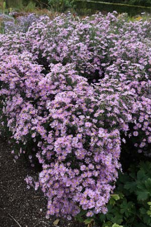 Aster ericoides 'Pink Spray'