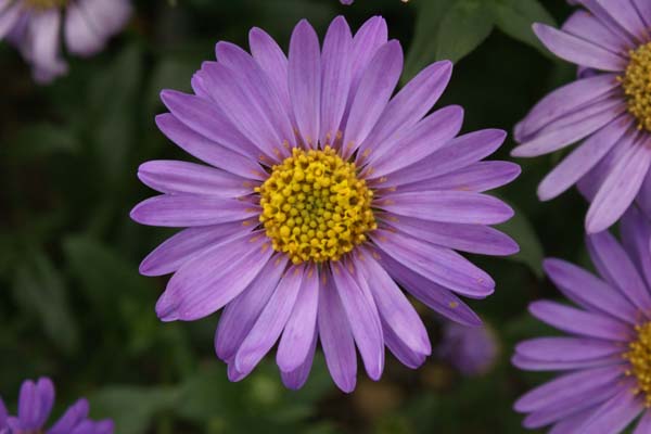 Aster x frikartii 'Flora's Delight'