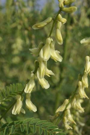 Astragalus galegiformis