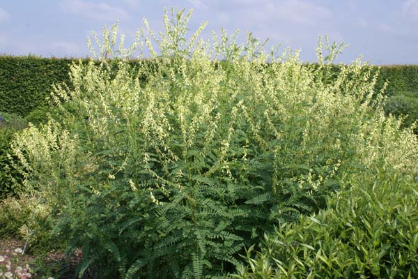 ASTRAGALUS galegiformis
