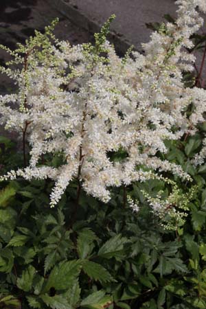 Astilbe japonica 'Ellie'