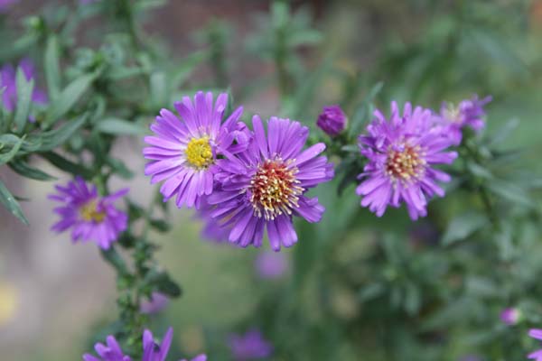 Aster 'Johan'