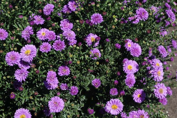 Aster 'Johan'