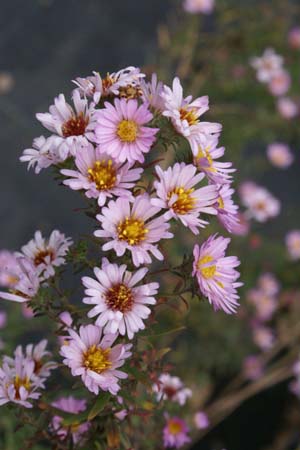 Aster 'Kylie' (A.nov.angl. x ericoides)