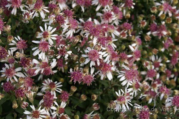 ASTER lateriflorus 'Buck's Fizz'