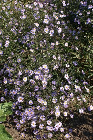 ASTER laevis