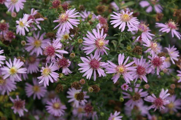 ASTER lateriflorus 'Coombe Fishacre'