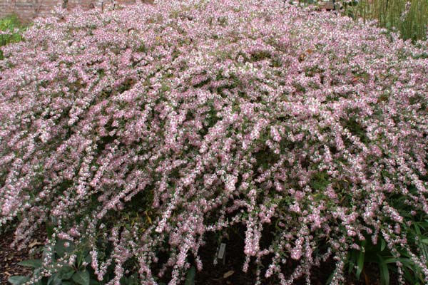 Aster lateriflorus 'Lady in Black'