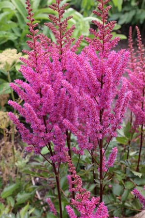 Astilbe 'Maggie Daley'