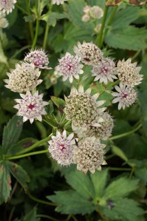 ASTRANTIA major 'Shaggy'
