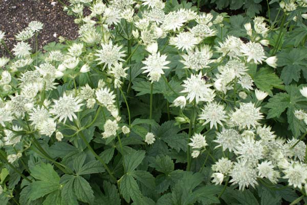 Astrantia major 'Super Star'
