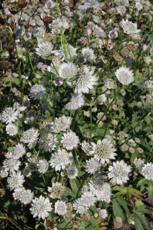 ASTRANTIA major 'April Love'