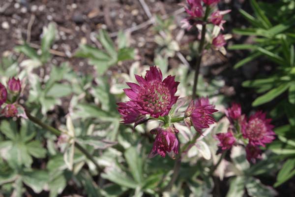 Astrantia major 'Star of Magic'