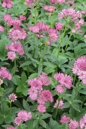 Astrantia major 'Roma'