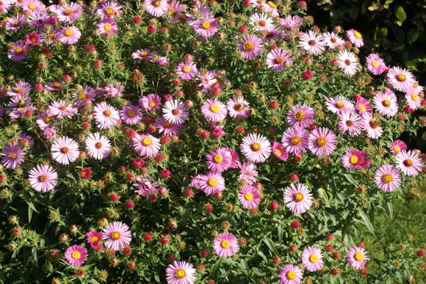 Aster novae-angliae 'Millennium Star'
