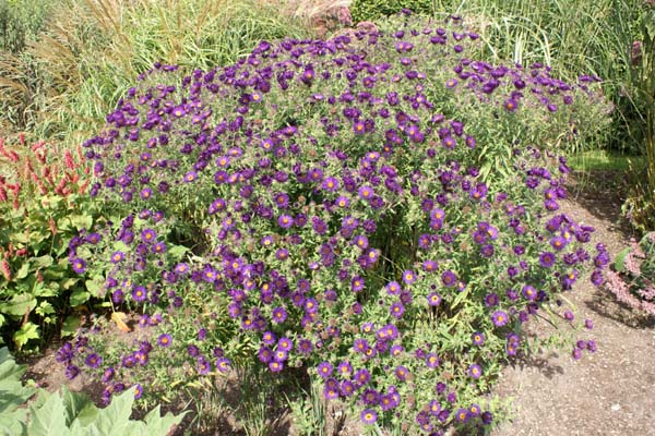 ASTER novae-angliae 'Marina Wolkonski