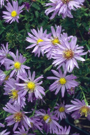Aster novi-belgii 'Hittlemaar'