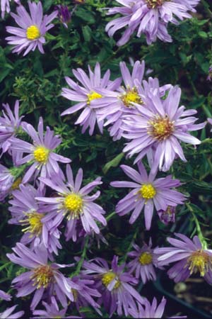 ASTER novi-belgii 'Hittlemaar'