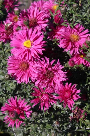 Aster novi-belgii 'Neron'