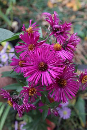 ASTER novae-angliae 'Super Rouge'