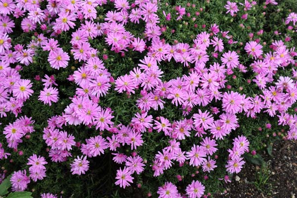 Aster 'Wood's Pink'