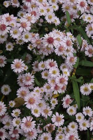 ASTER 'Pink Buttons'