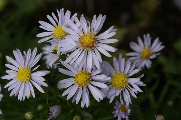 ASTER 'Poollicht'