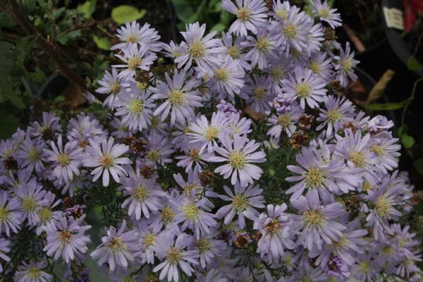 Aster pringlei 'Blue Butterfly'