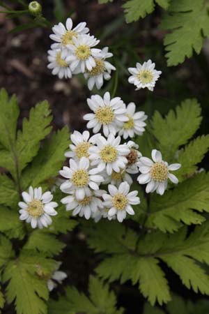 Aster ptarmicoides 'Mago'