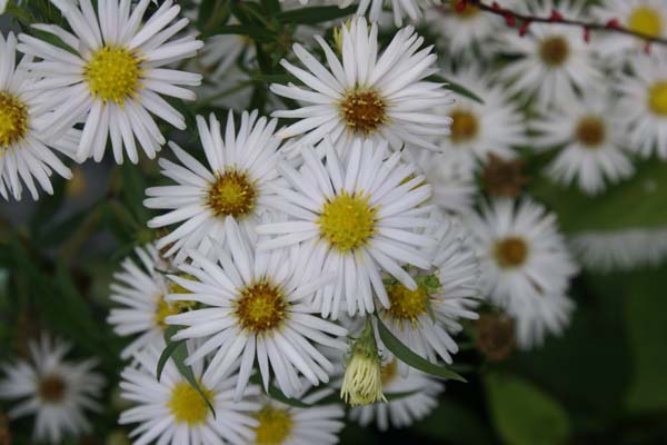 ASTER puniceus