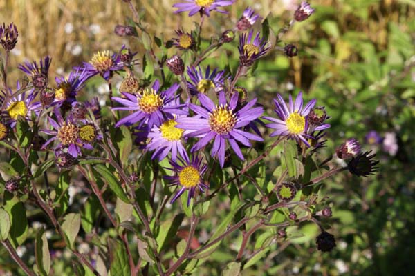 Aster scaber