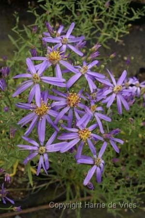 ASTER sedifolius