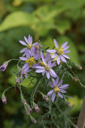 Aster sedifolius type Jean Polignier