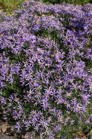 ASTER sedifolius 'Nanus'