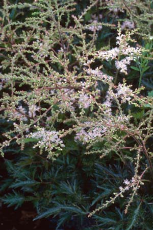 Astilbe simplicifolia 'Sprite'
