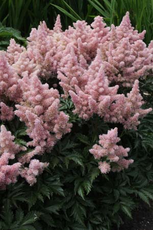 Astilbe 'Sister Theresa'