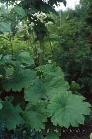 Astilboides tabularis
