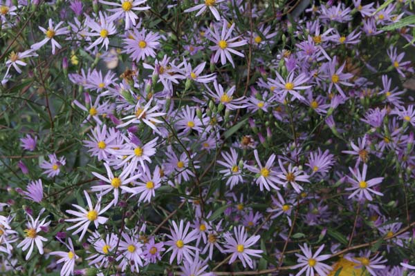 Aster turbinellus 'Leaflet'