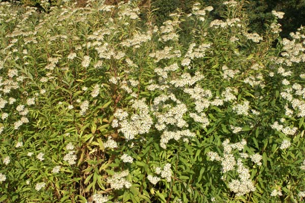 Aster umbellatus