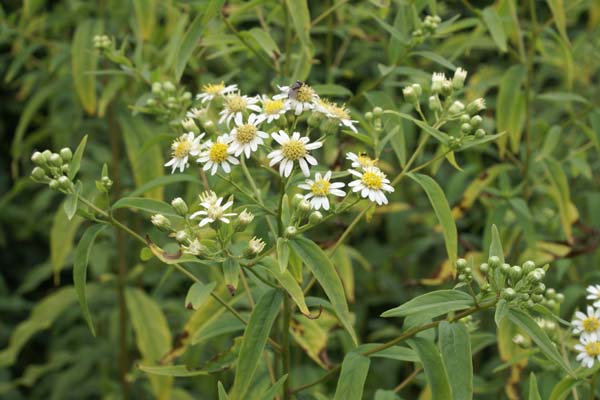 Aster umbellatus