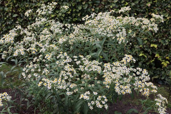 Aster umbellatus