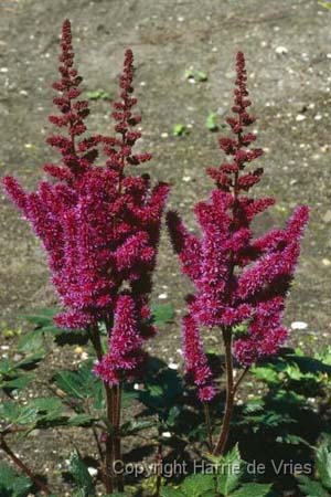 ASTILBE 'Visions in Red'