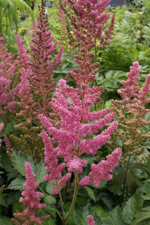 ASTILBE 'Visions in Pink'